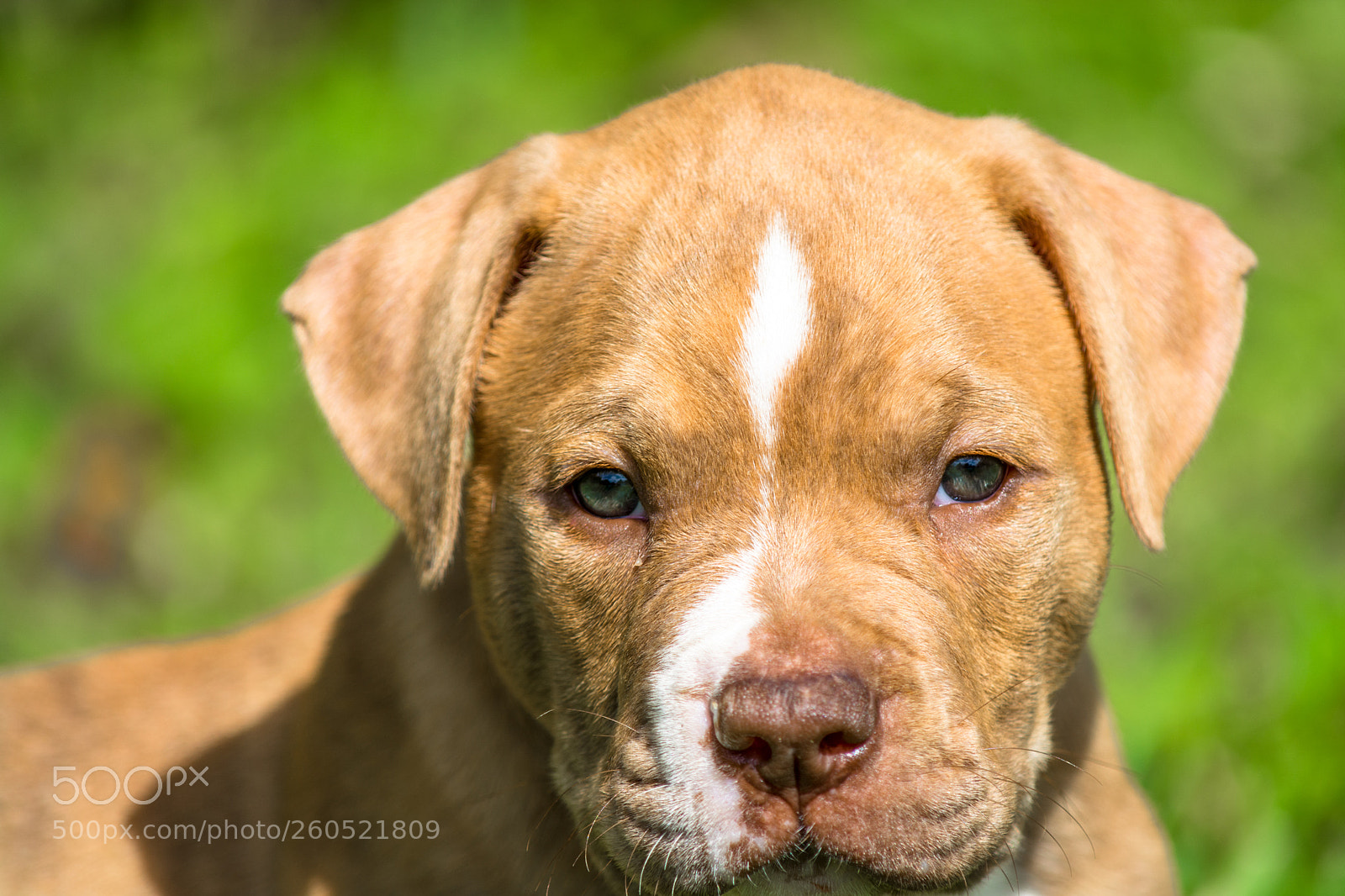 Nikon D7100 sample photo. Cute puppy of american photography