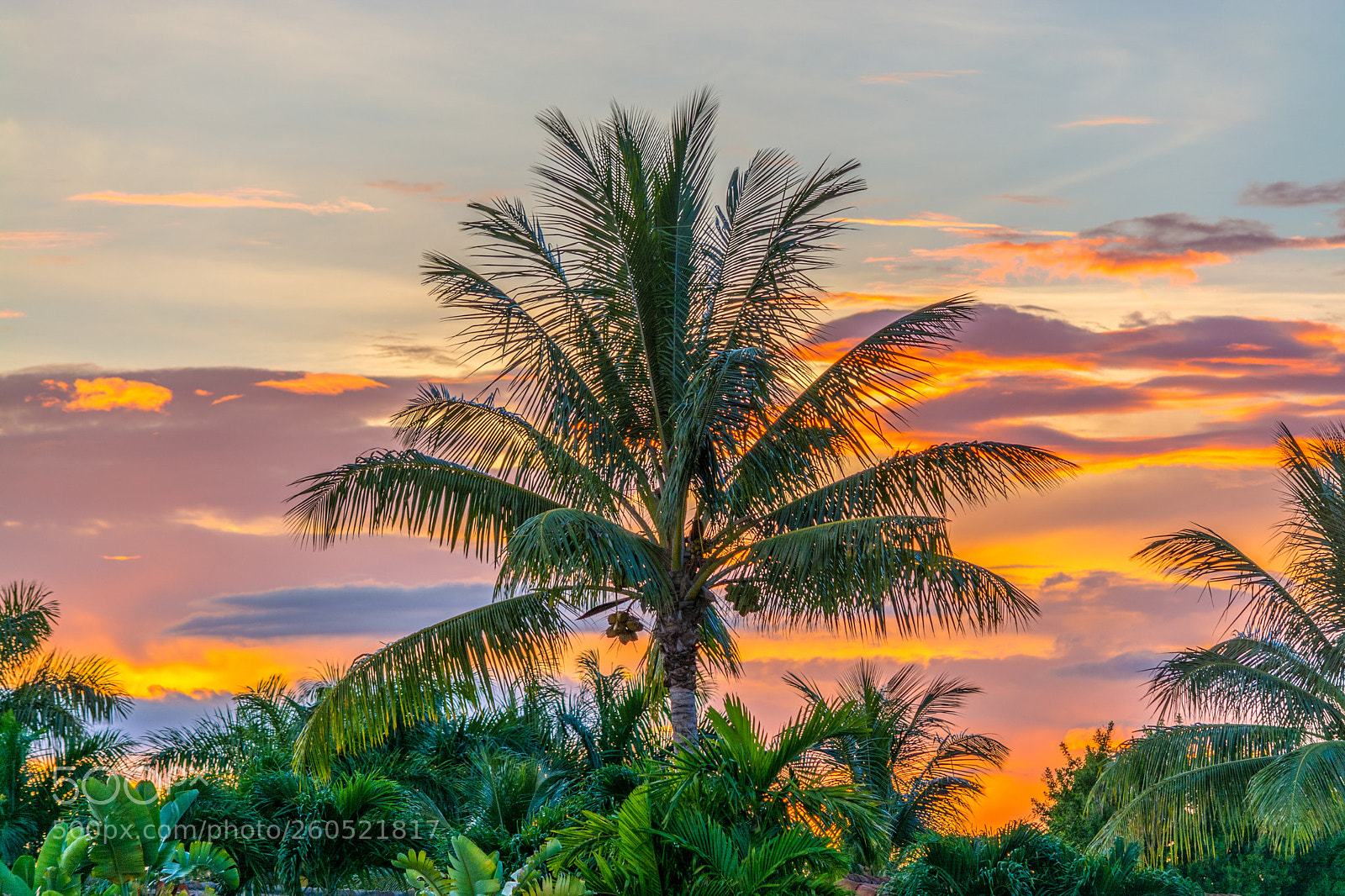 Nikon D7100 sample photo. Coconut tree with a photography