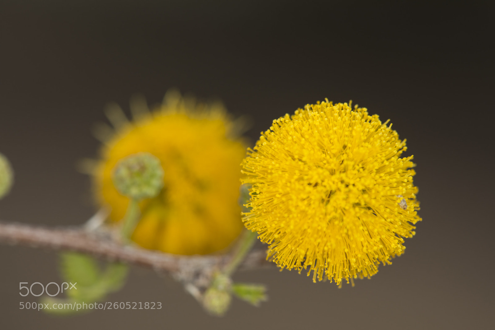 Canon EOS 5D Mark IV sample photo. Aa photography