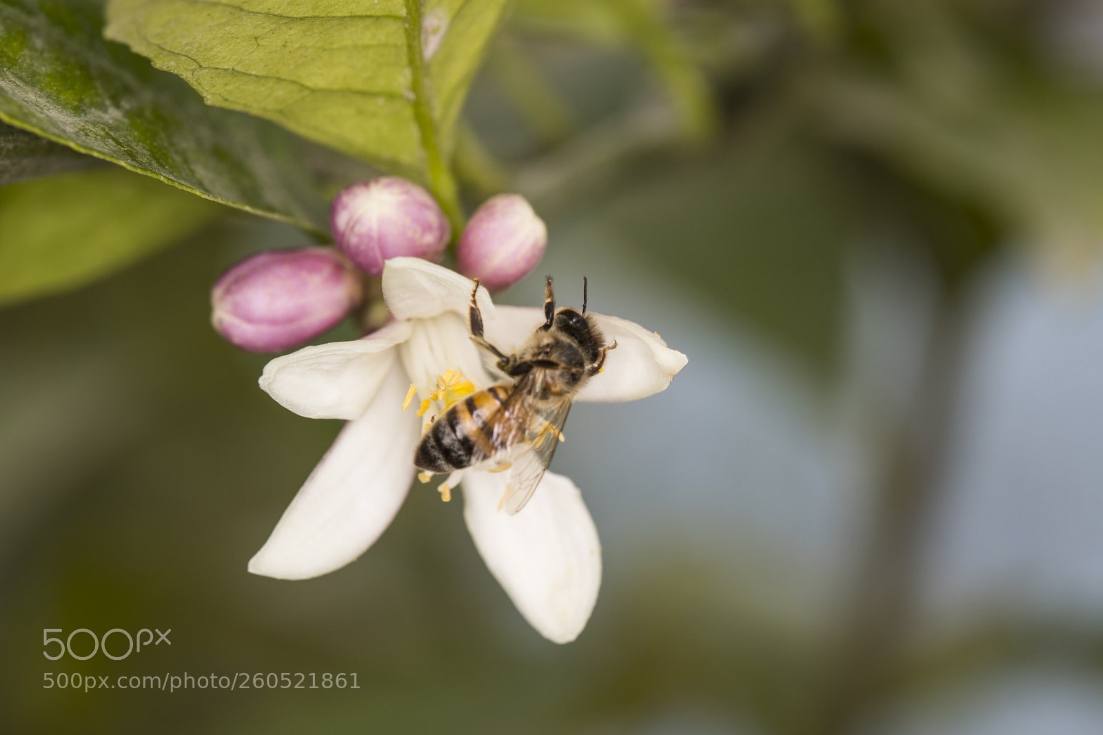 Canon EOS 5D Mark IV sample photo. Aa photography