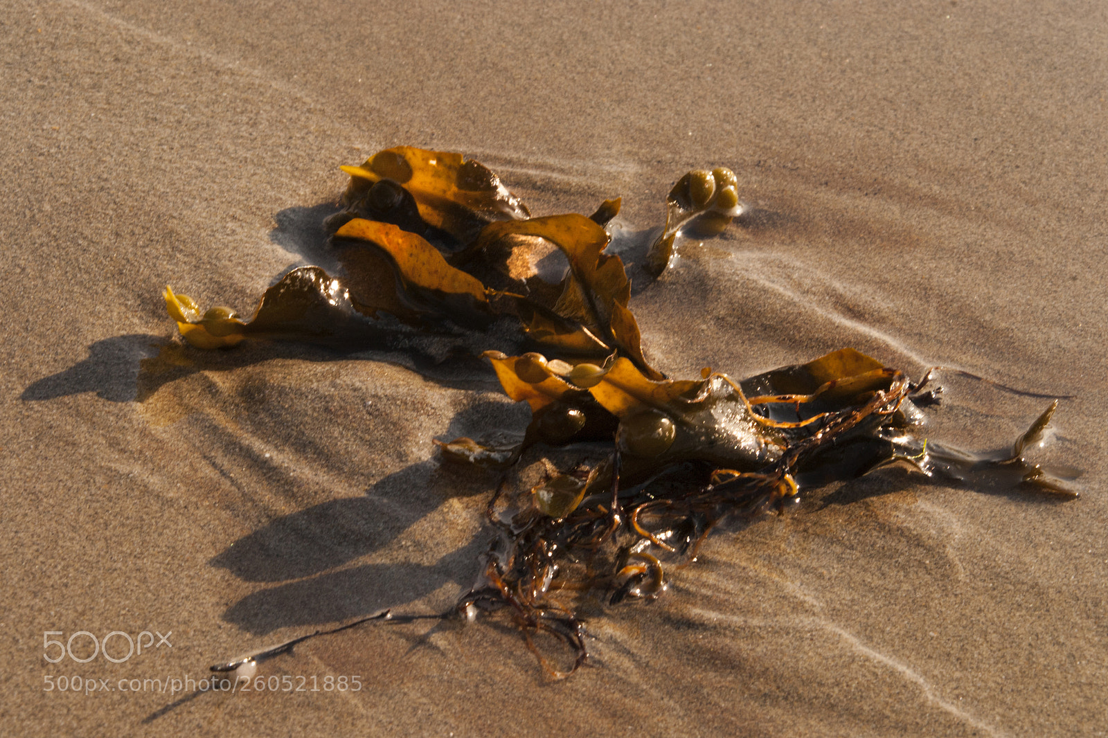 Nikon D200 sample photo. Algae on sand after photography