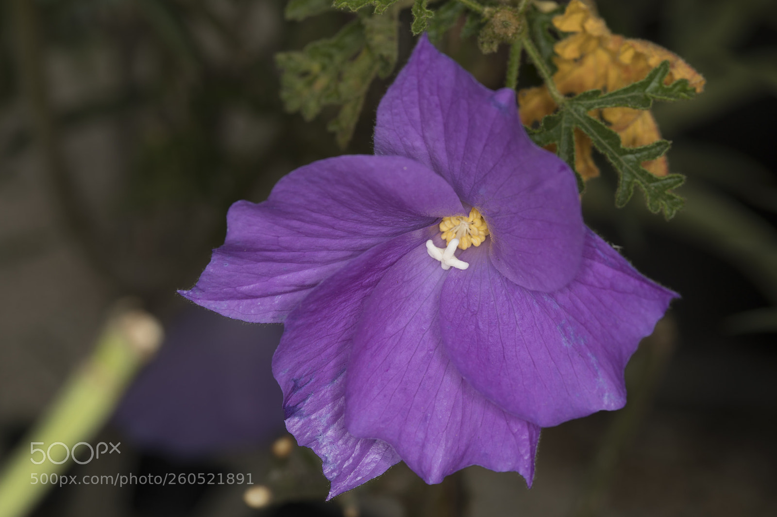 Canon EOS 5D Mark IV sample photo. Aa photography