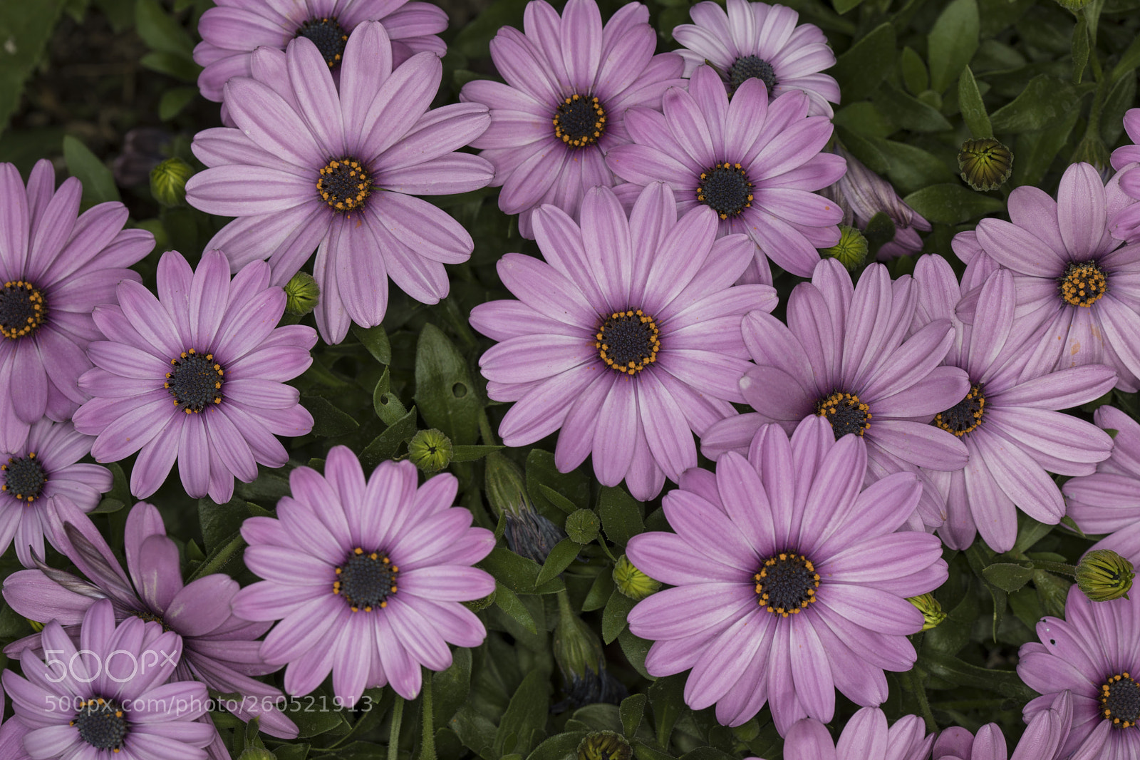 Canon EOS 5D Mark IV sample photo. Aa photography