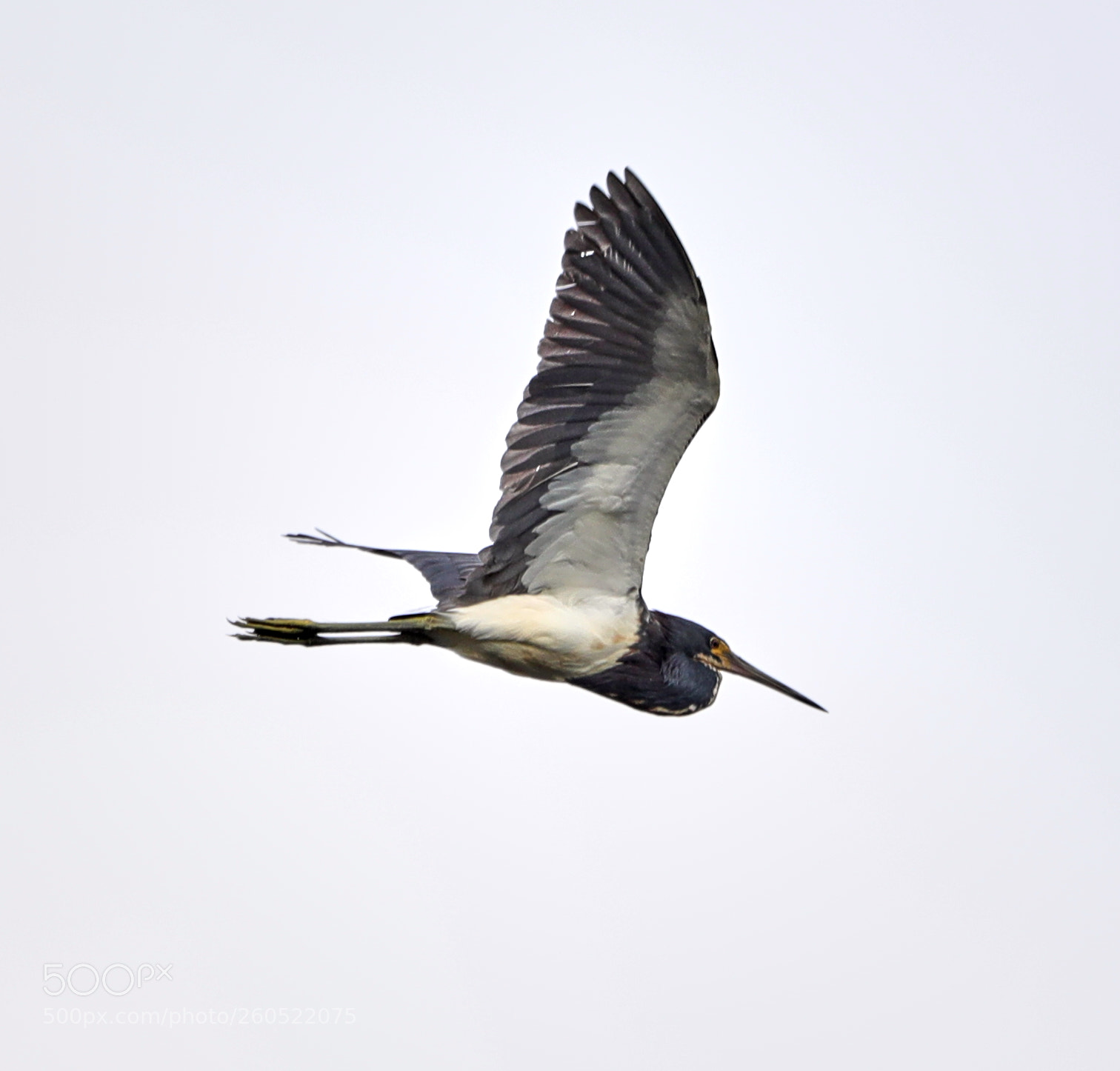 Canon EOS-1D X Mark II sample photo. 06-02-18-0020876.jpg photography