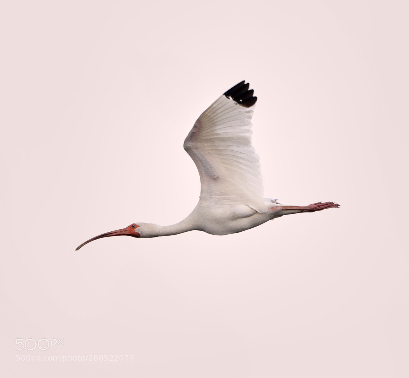 Canon EOS-1D X Mark II sample photo. 06-02-18-0020875.jpg photography