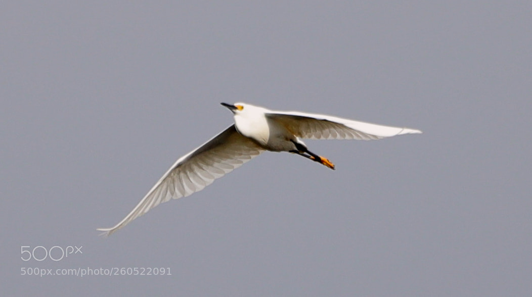 Canon EOS-1D X Mark II sample photo. 06-02-18-0020865.jpg photography