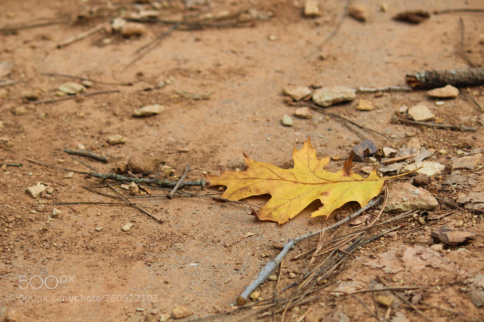 Canon EOS 1300D (EOS Rebel T6 / EOS Kiss X80) sample photo. () photography