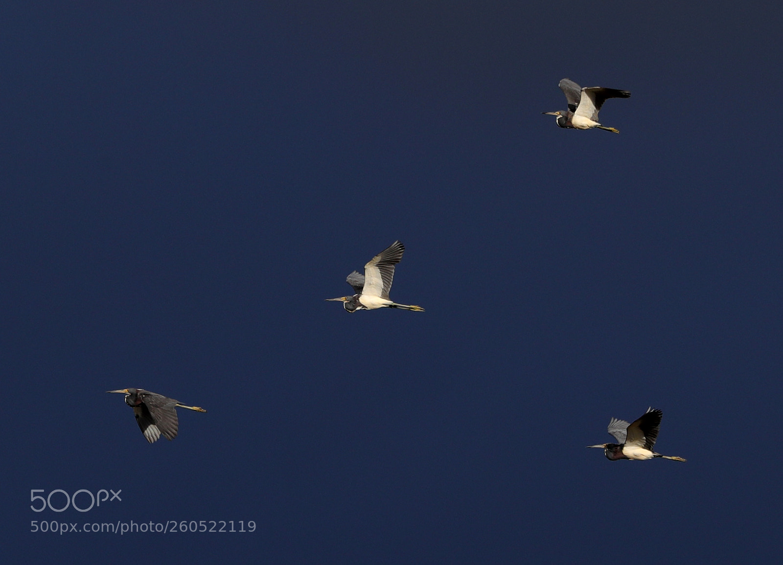 Canon EOS-1D X Mark II sample photo. 06-02-18-0020853 1.jpg photography