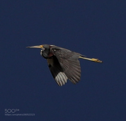 Canon EOS-1D X Mark II sample photo. 06-02-18-0020853.jpg photography