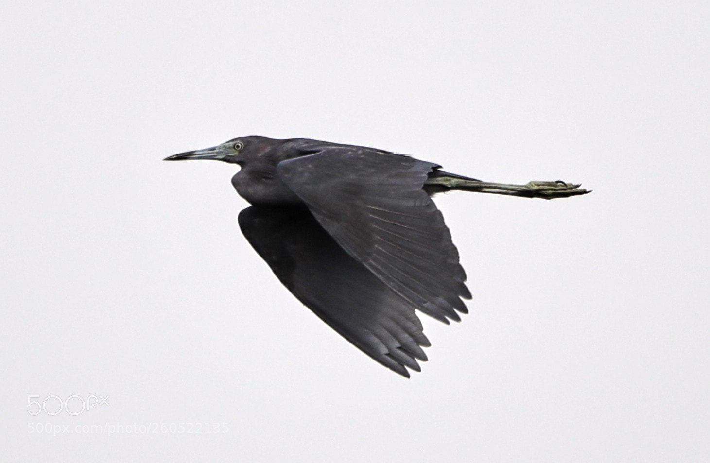 Canon EOS-1D X Mark II sample photo. 06-02-18-0020856.jpg photography