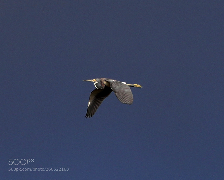 Canon EOS-1D X Mark II sample photo. 06-02-18-0020852.jpg photography