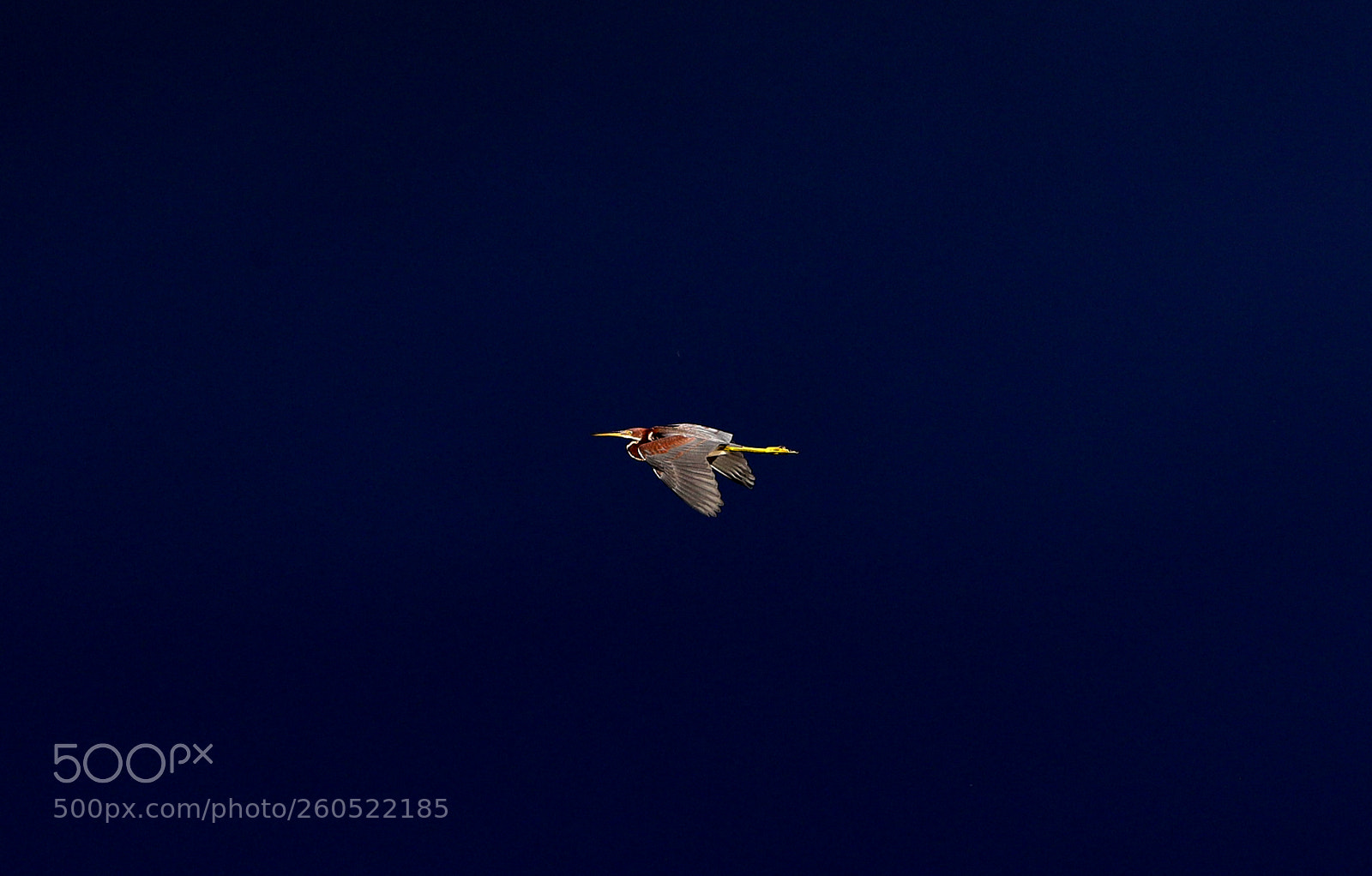 Canon EOS-1D X Mark II sample photo. 06-02-18-0020844.jpg photography