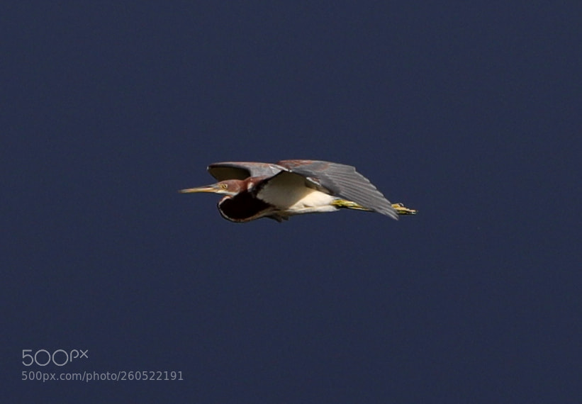 Canon EOS-1D X Mark II sample photo. 06-02-18-0020847.jpg photography