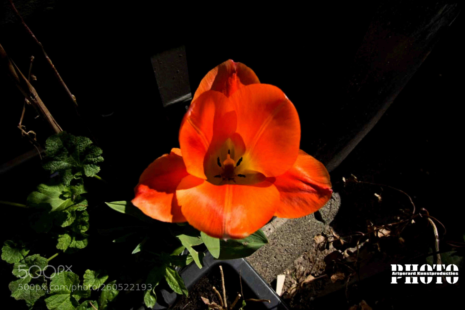 Nikon D5200 sample photo. Tulip photography