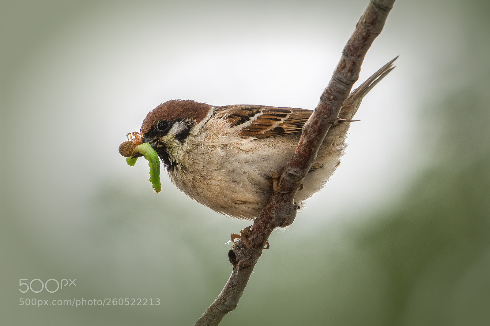 Nikon D500 sample photo. Tree soarrow (passer montanus) photography