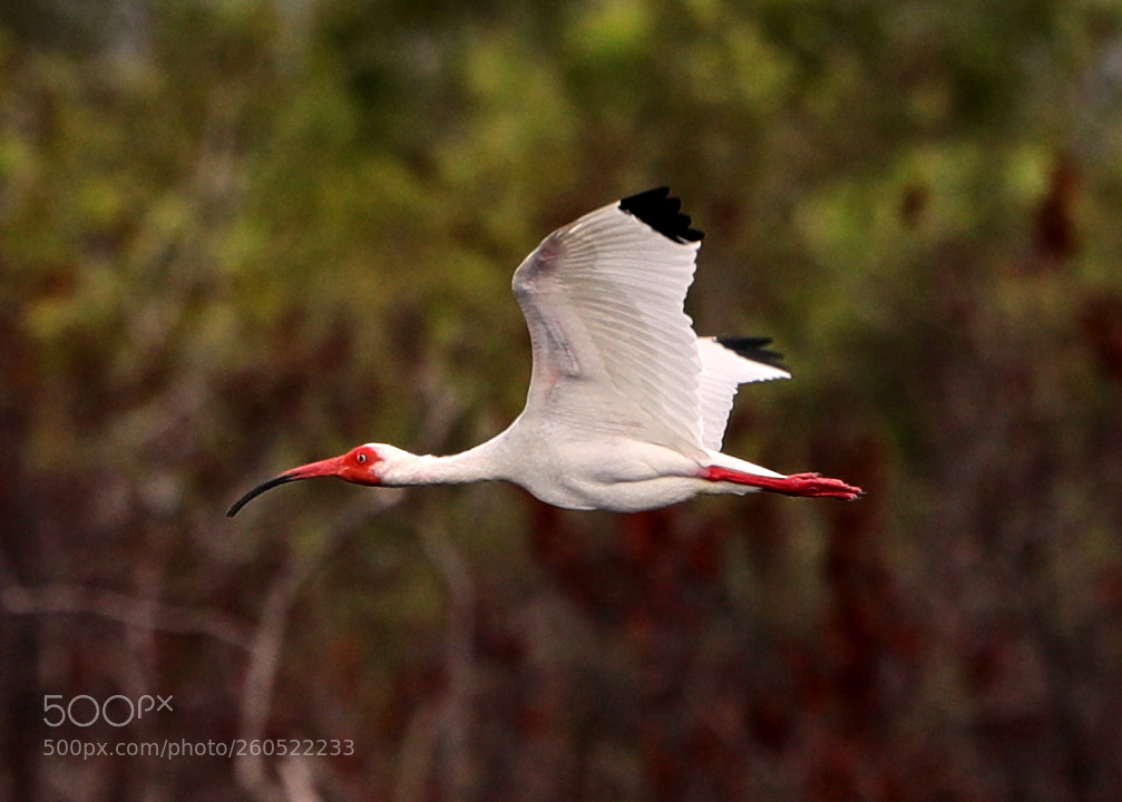 Canon EOS-1D X Mark II sample photo. 06-02-18-0020838 1.jpg photography