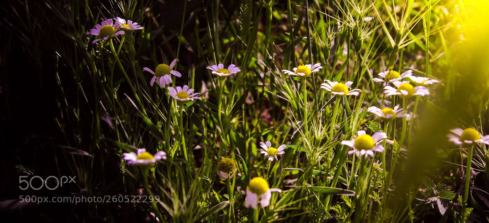 Canon EOS 7D sample photo. Untitled photography