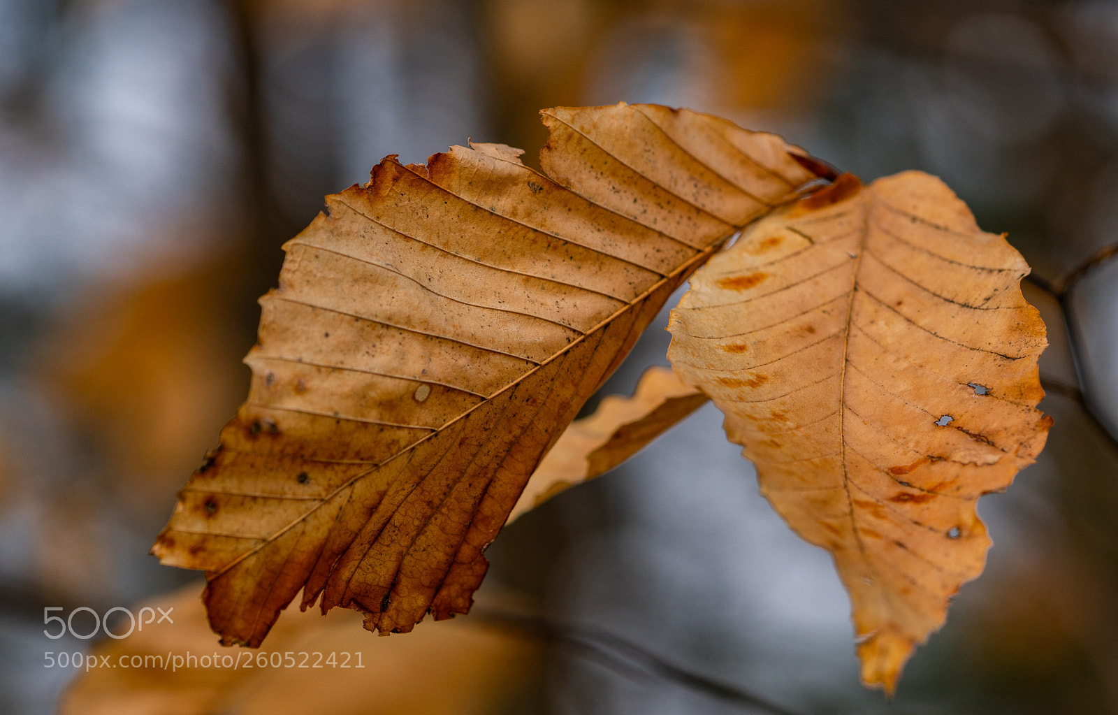Sony a6300 sample photo. Leaf photography