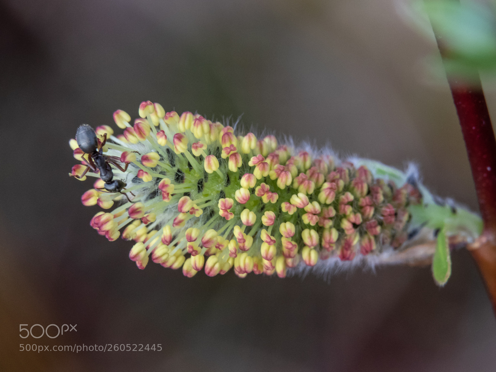 Canon EOS 7D Mark II sample photo. Ant photography