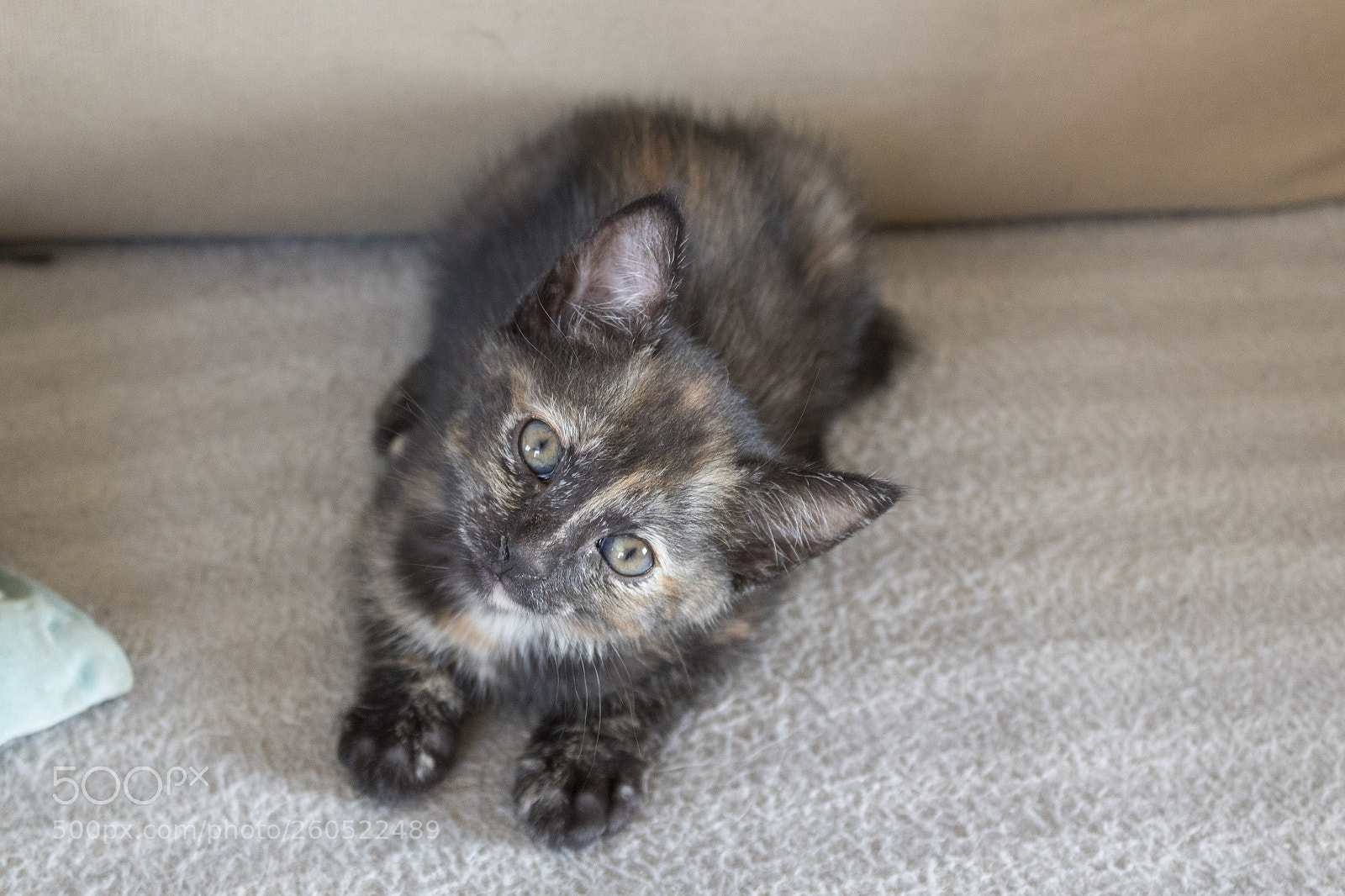 Canon EOS 1300D (EOS Rebel T6 / EOS Kiss X80) sample photo. Curious kitten photography