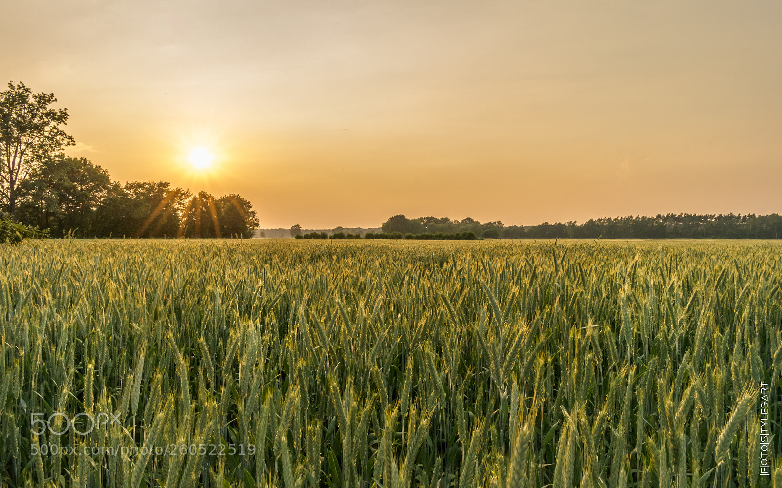Nikon D3300 sample photo. Lauschiges getreide photography