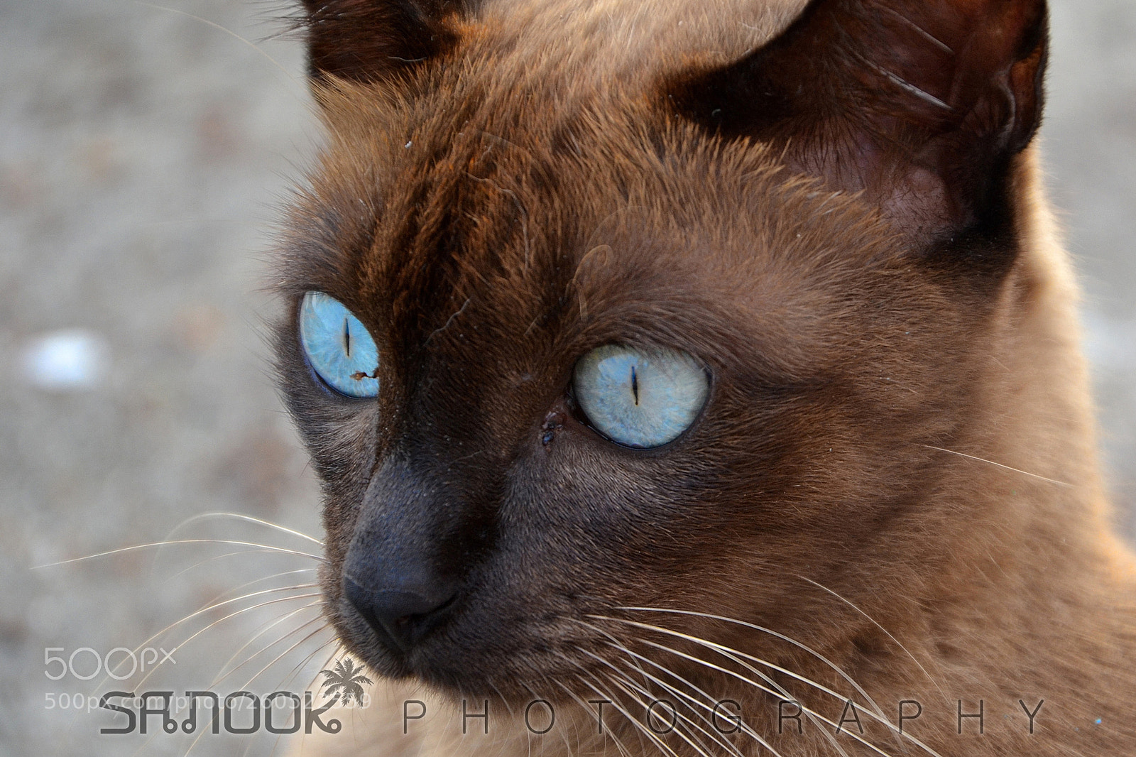 Nikon D3100 sample photo. Deep blue siam spirit photography