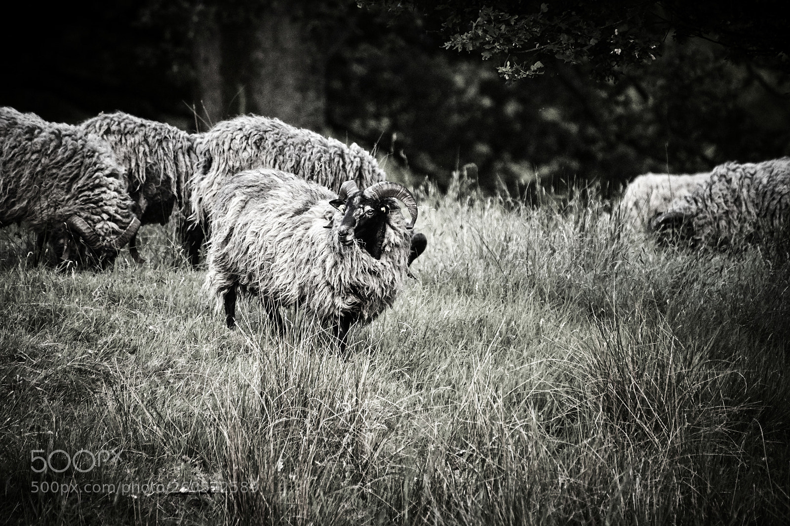 Nikon D500 sample photo. Sheepy photography