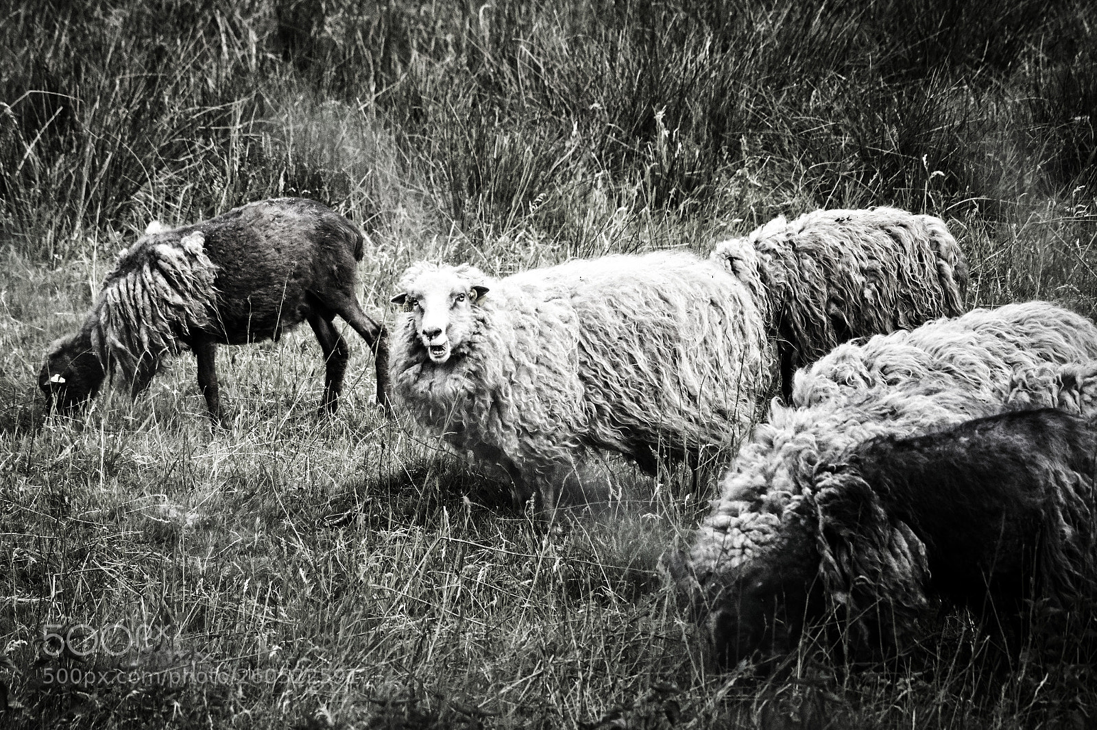 Nikon D500 sample photo. Baaah photography
