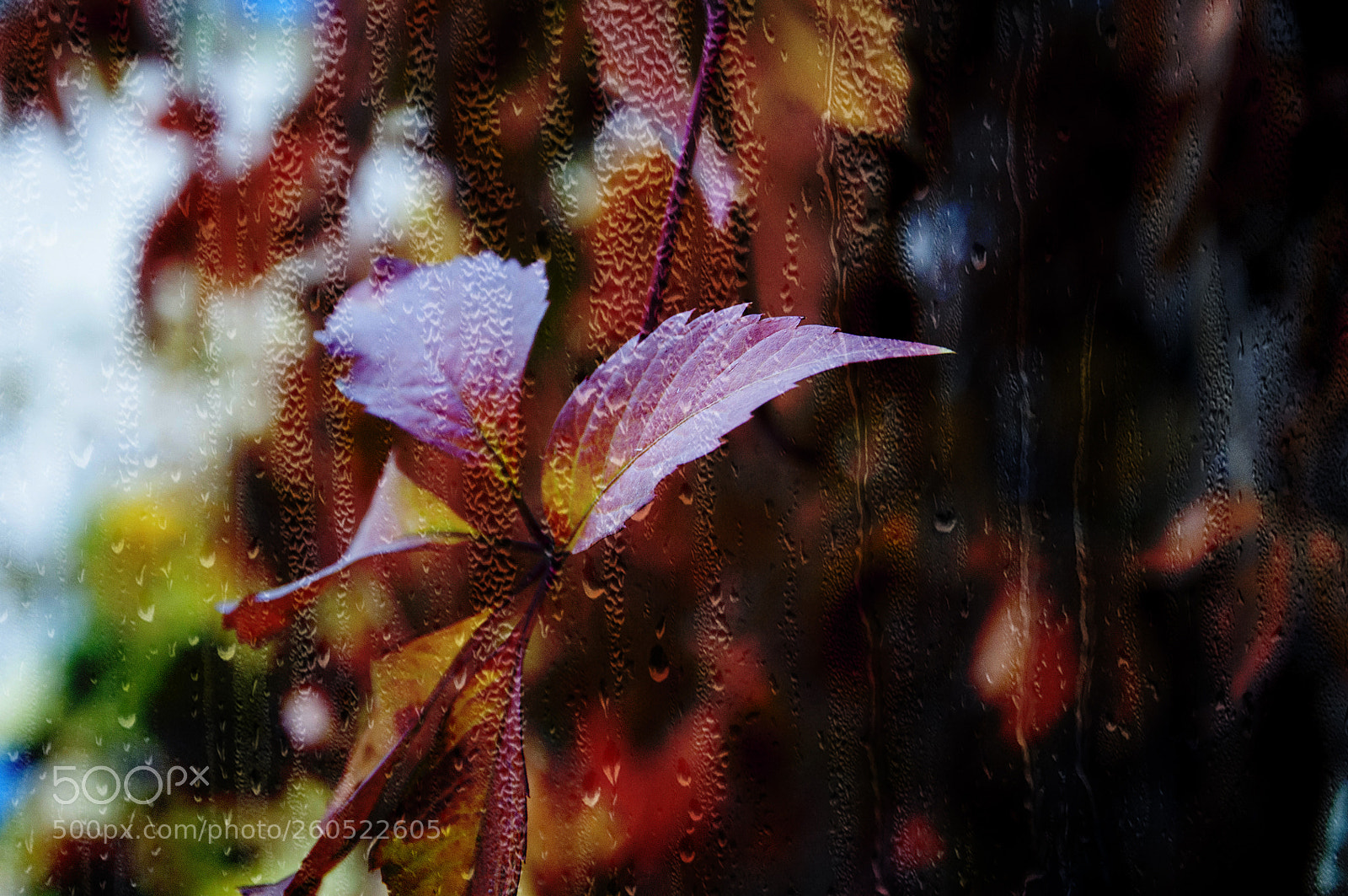 Nikon D90 sample photo. Осень photography