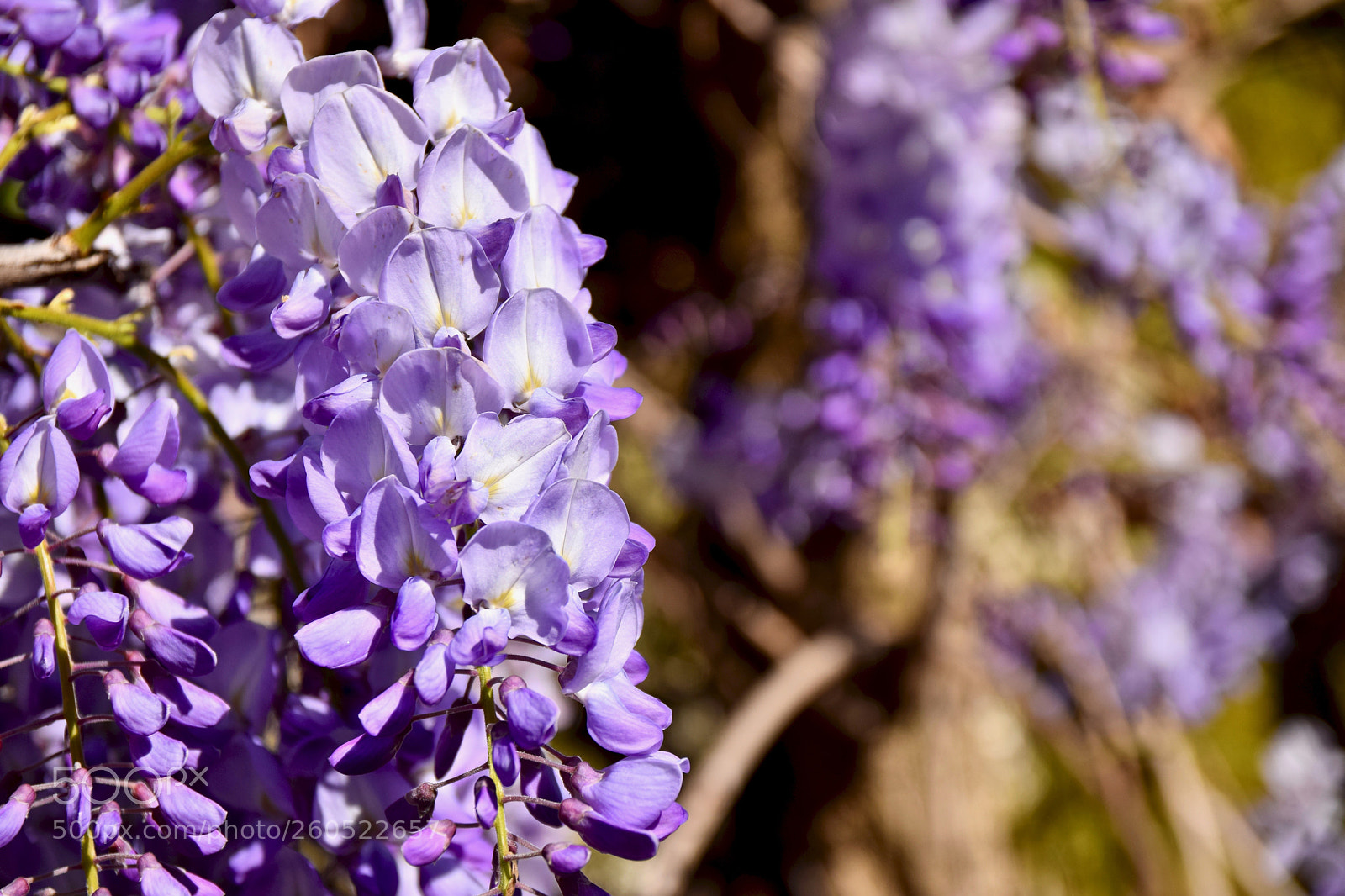 Nikon D5300 sample photo. Flowers (dsc_8797) photography
