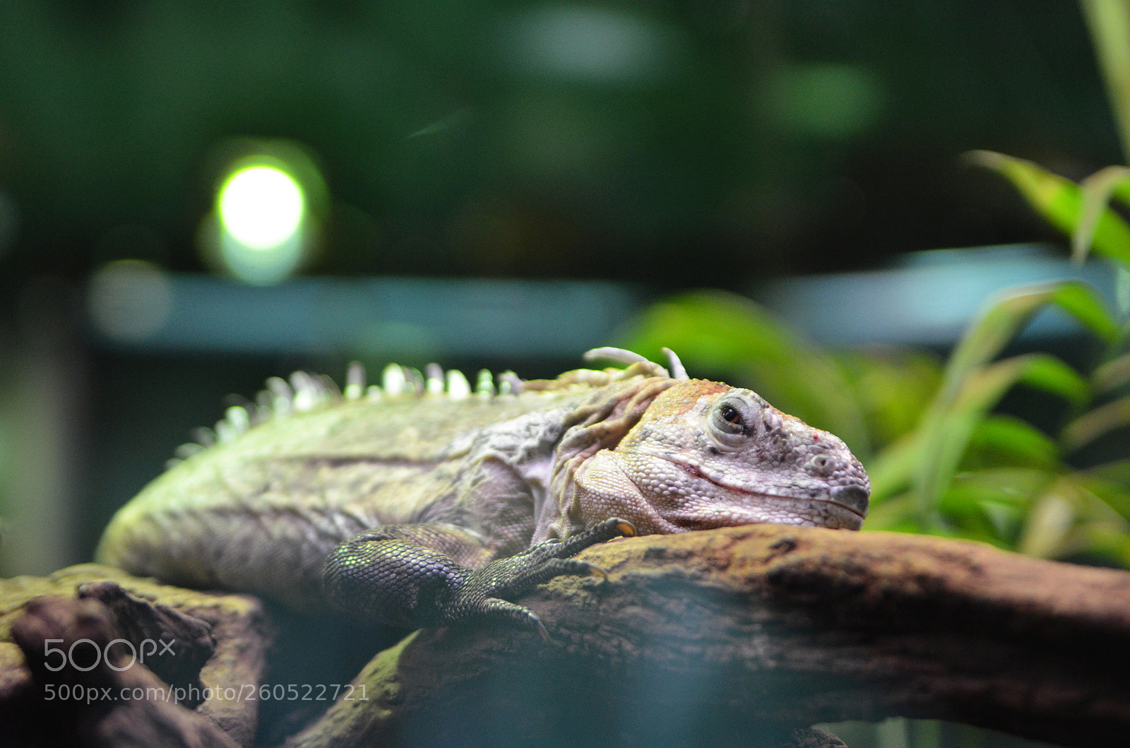 Nikon D5100 sample photo. Like a boss photography