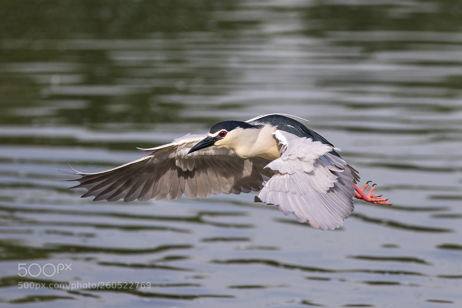 Canon EOS 7D Mark II sample photo. Black-crowned night heron photography