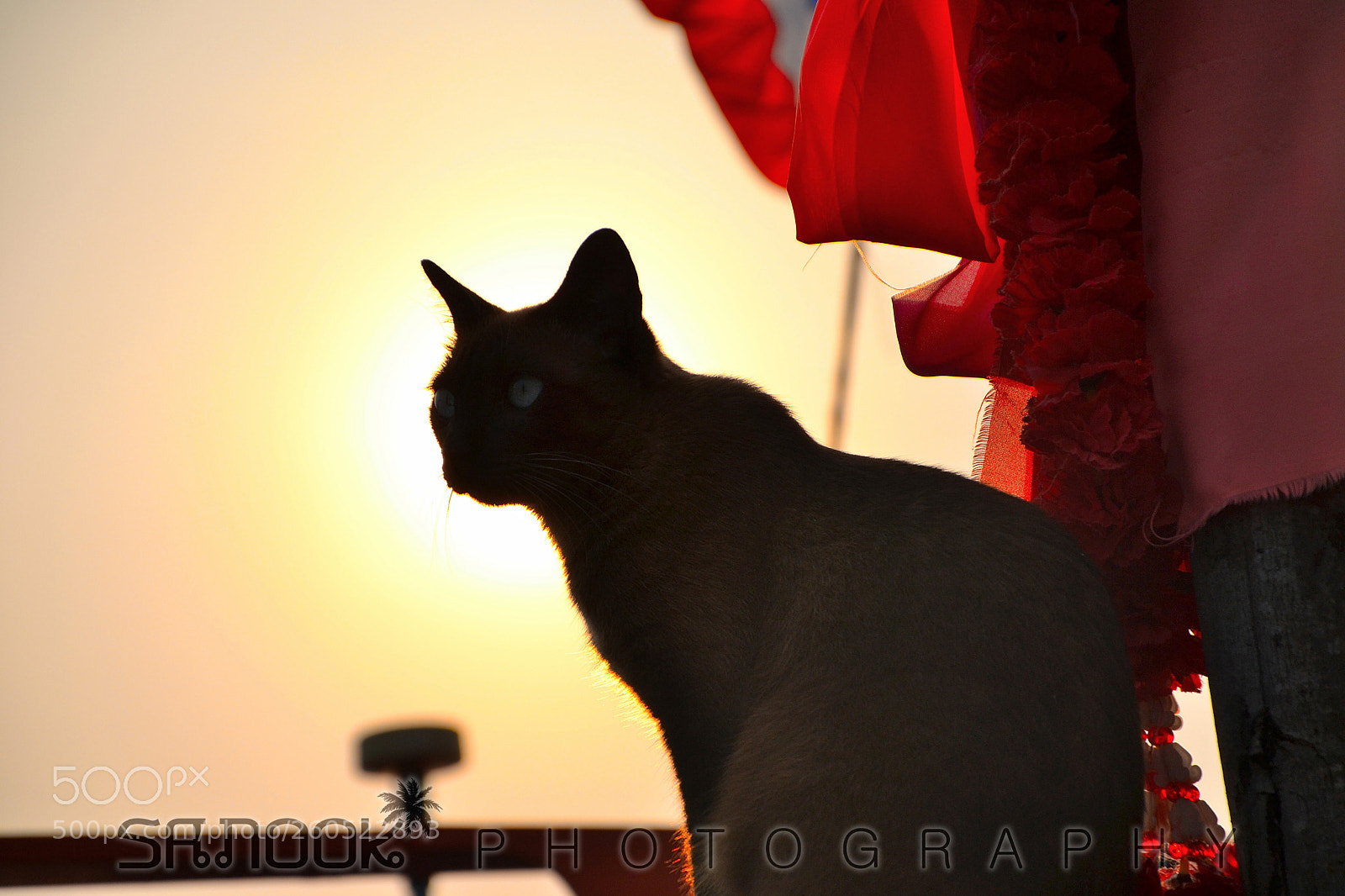 Nikon D3100 sample photo. Siamese silhouette photography