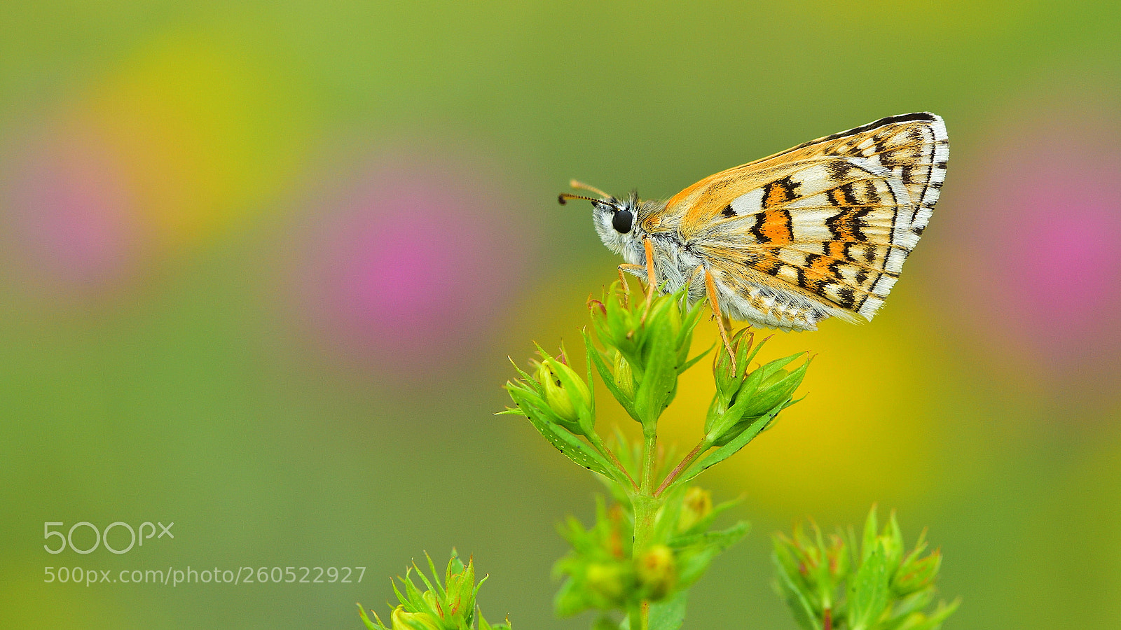 Nikon D810 sample photo. Sar bantl z pz photography