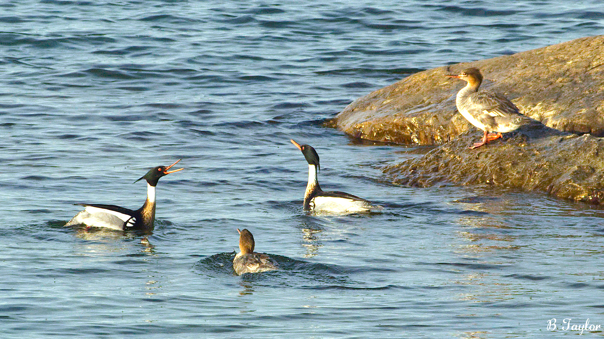 Sony SLT-A57 sample photo. Stating claim red breasted merganser photography