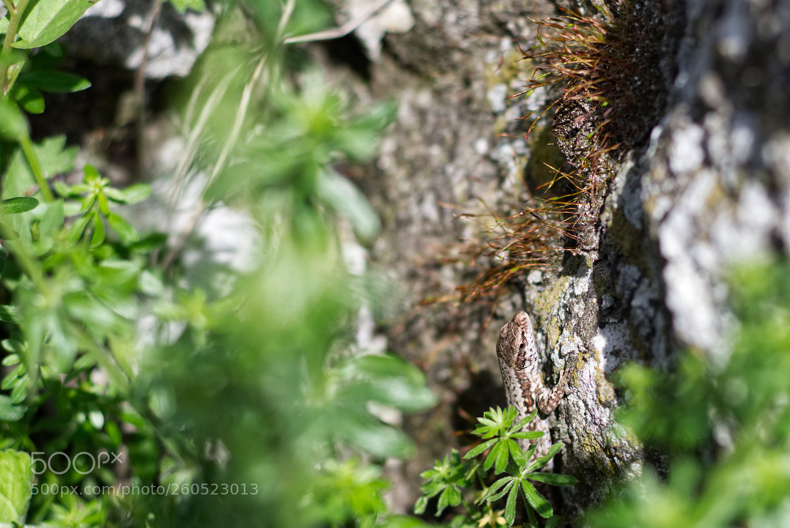 Pentax K-70 sample photo. Lizard photography