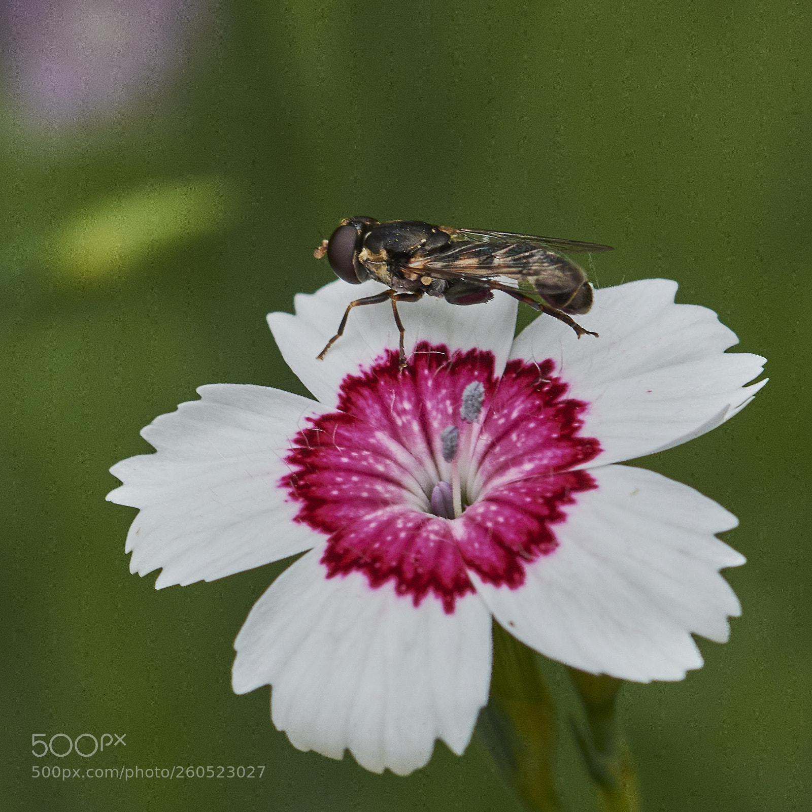 Nikon D7200 sample photo. Fly on dianthus photography
