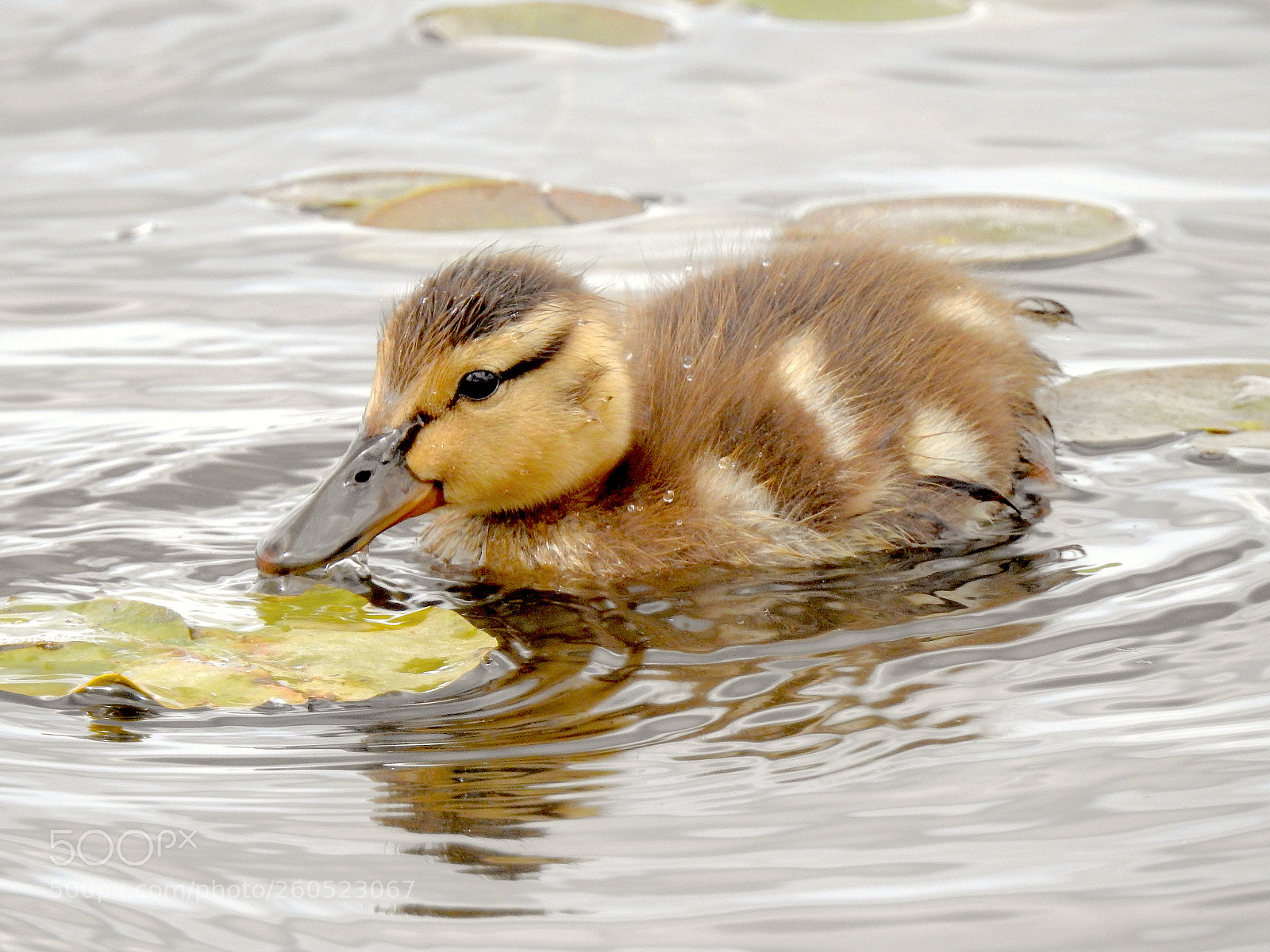 Nikon Coolpix P900 sample photo. Mallard duckling photography