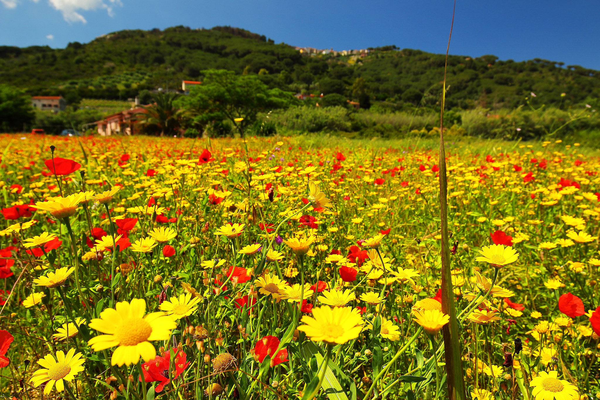 Canon EF 16-35mm F4L IS USM sample photo. Colorful flowers at elba photography