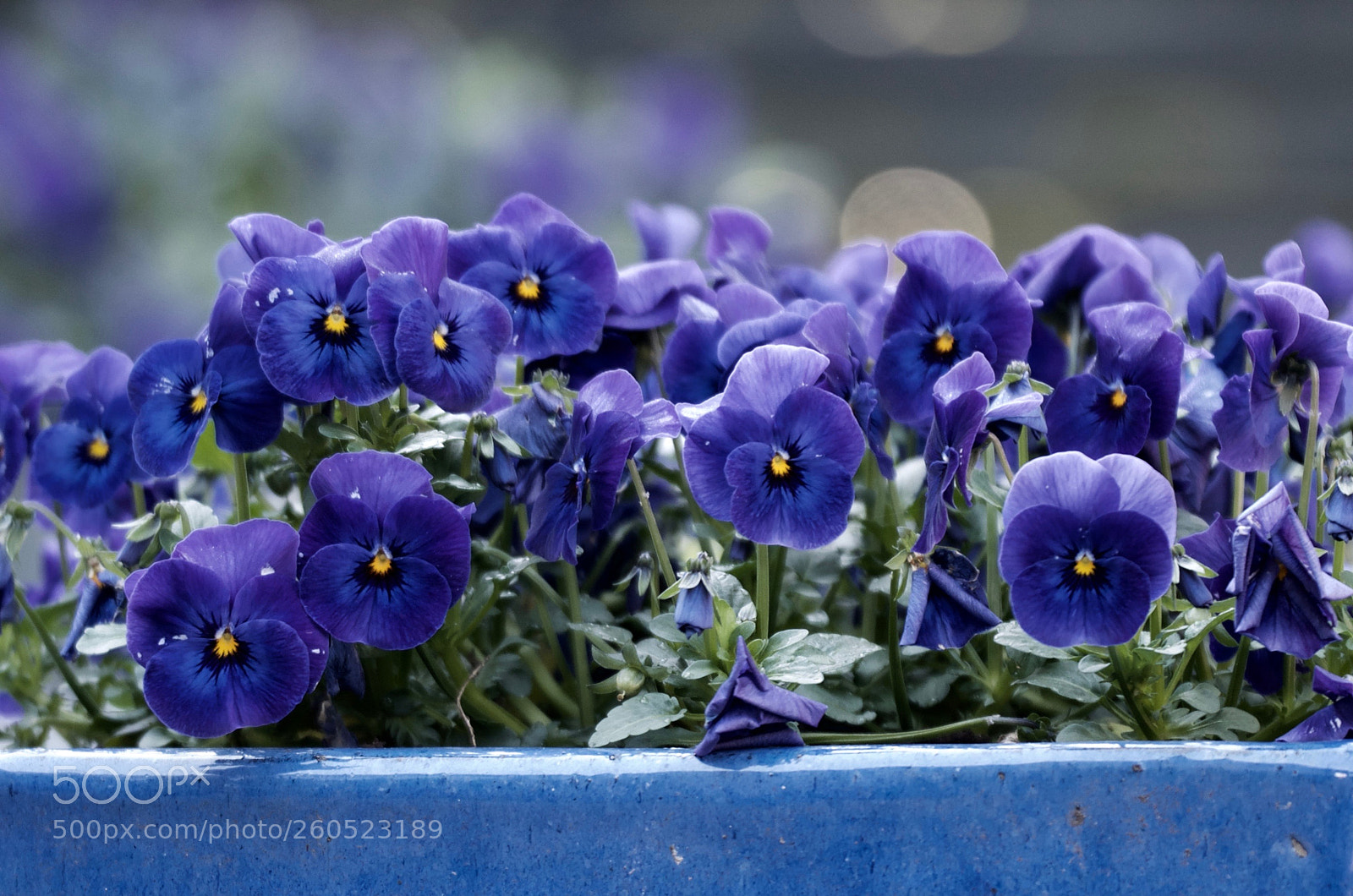 Nikon D7000 sample photo. Violet violets photography