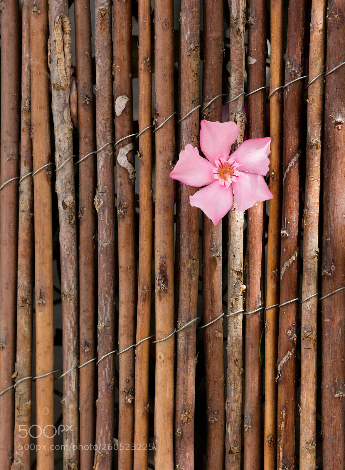 Canon EOS 60D sample photo. Beauty emerges photography
