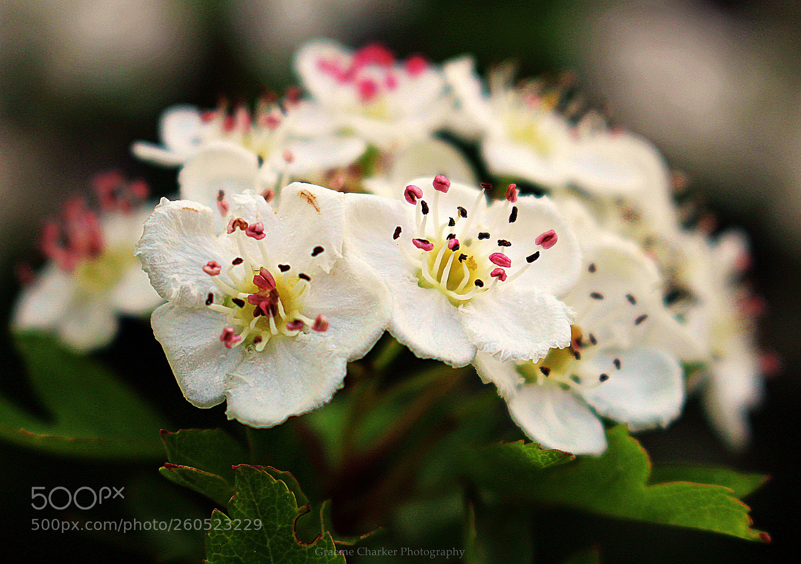 Canon EOS 100D (EOS Rebel SL1 / EOS Kiss X7) sample photo. Wild flowers photography