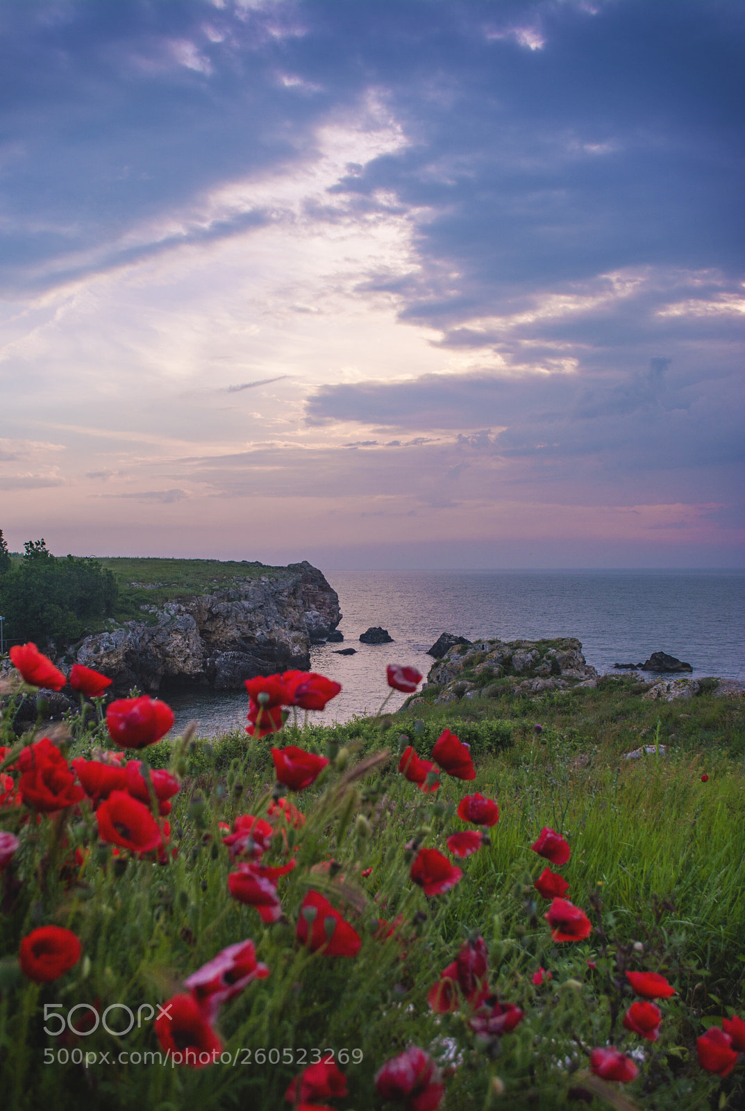 Nikon D7100 sample photo. Poppies waiting for the photography