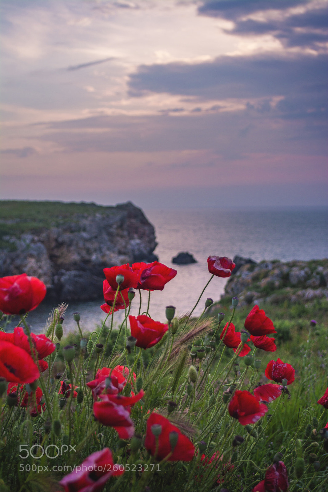 Nikon D7100 sample photo. Poppies waiting for the photography