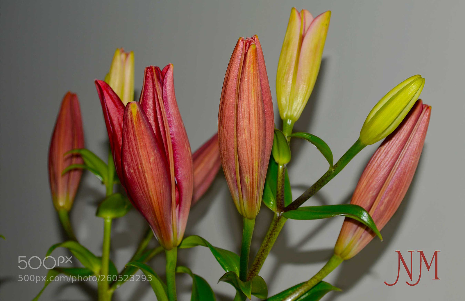 Nikon D5100 sample photo. Orange-pink photography