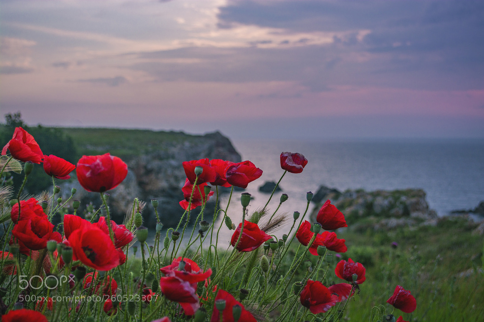 Nikon D7100 sample photo. Poppies waiting for the photography