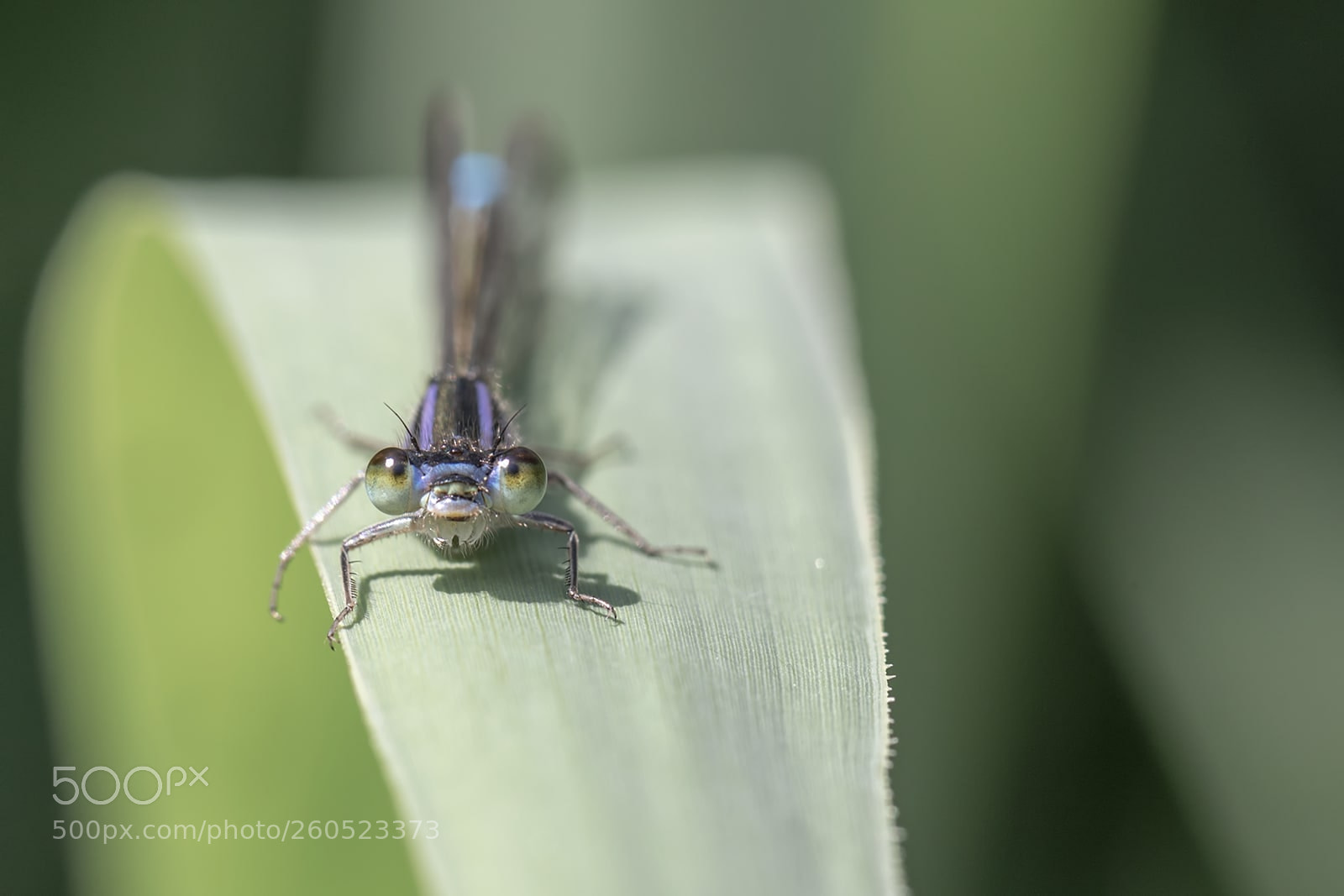 Canon EOS 7D Mark II sample photo. Agrion photography