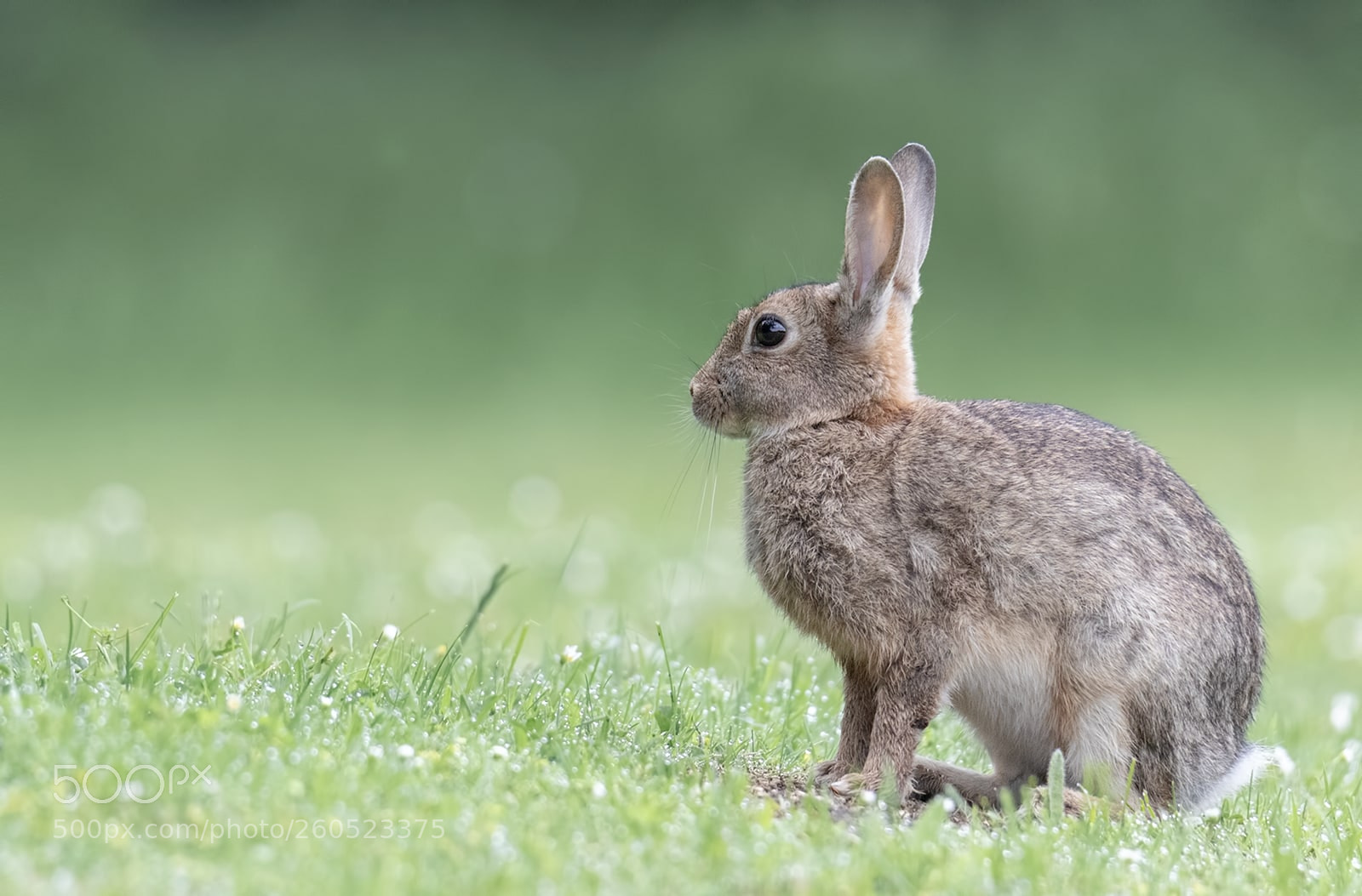 Canon EOS 7D Mark II sample photo. Lapin de garenne photography