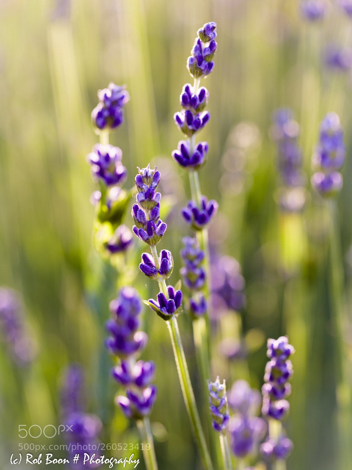 Canon EOS 5DS sample photo. Lavender photography