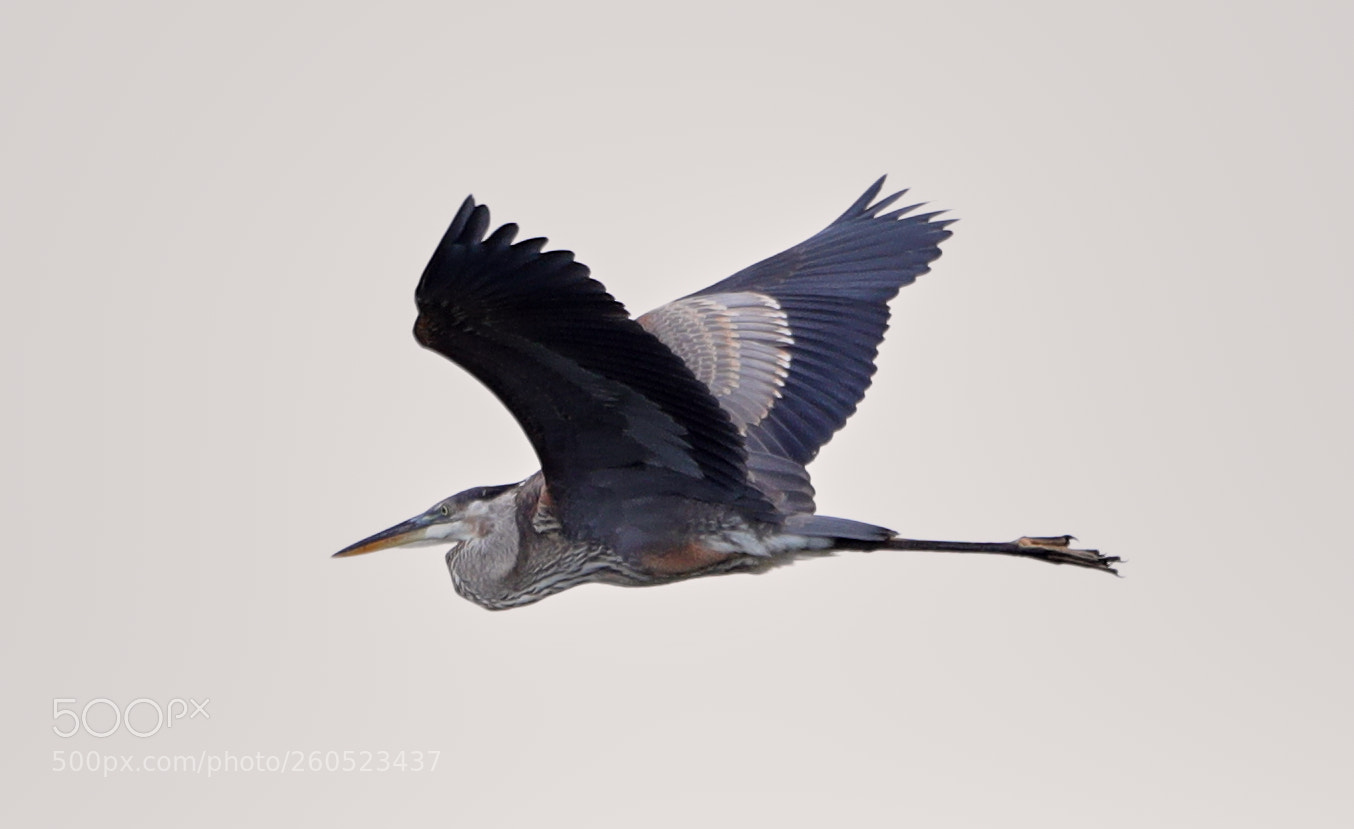 Canon EOS-1D X Mark II sample photo. 06-02-18-0020901.jpg photography